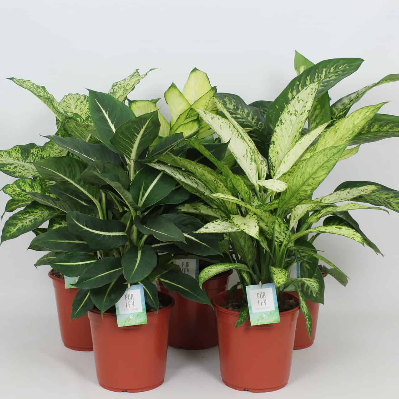 Dieffenbachia