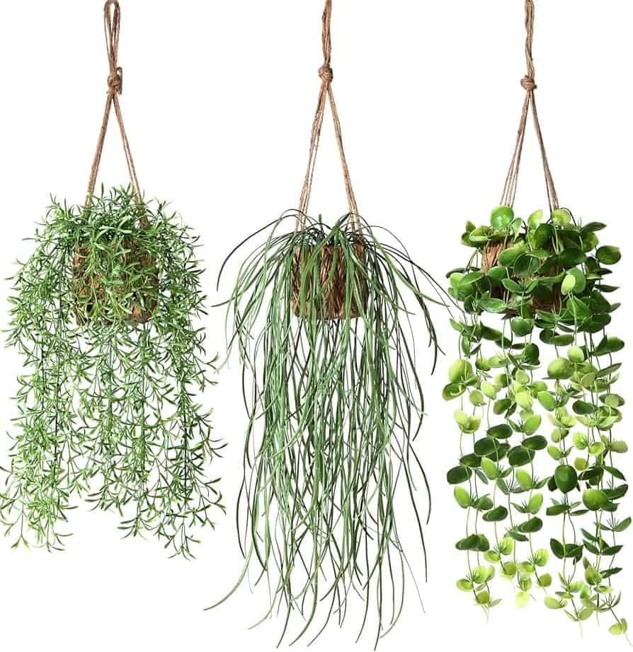 Hanging Plant
