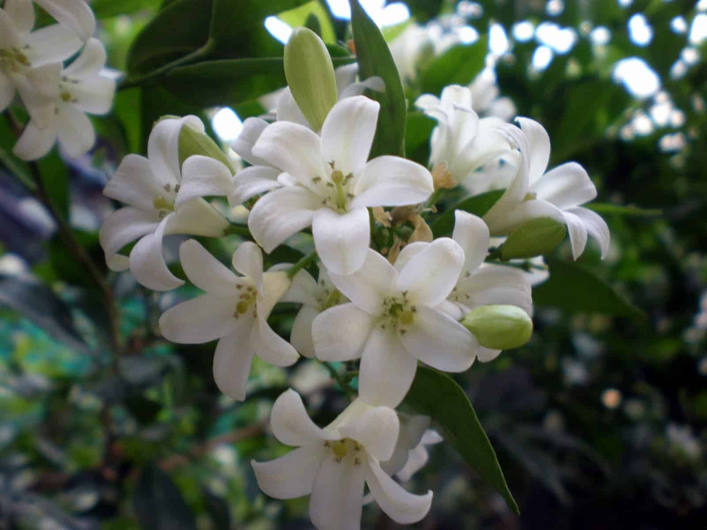 Fragrant flowering plants