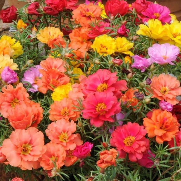 Portulaca