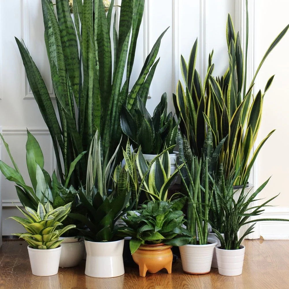 Sansevieria