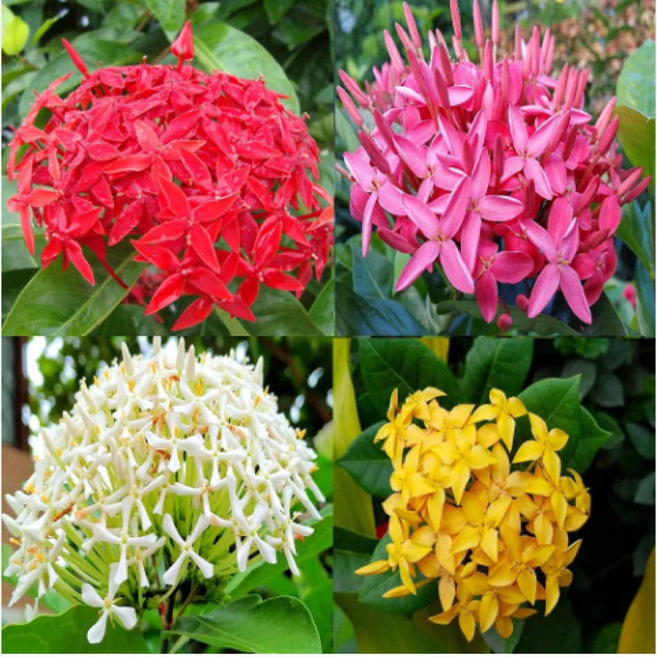 Ixora