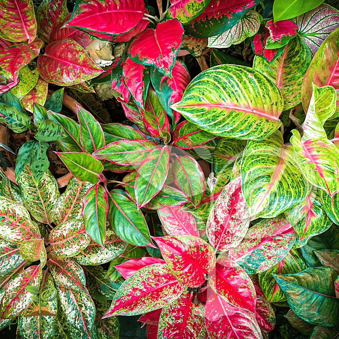 Aglaonema