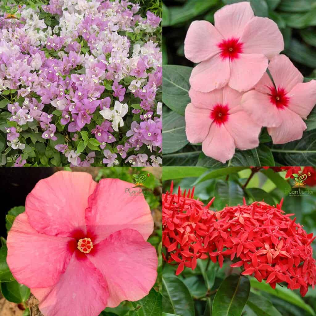 Year-round Bloomer Plant