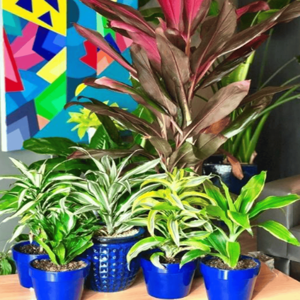 Dracaena