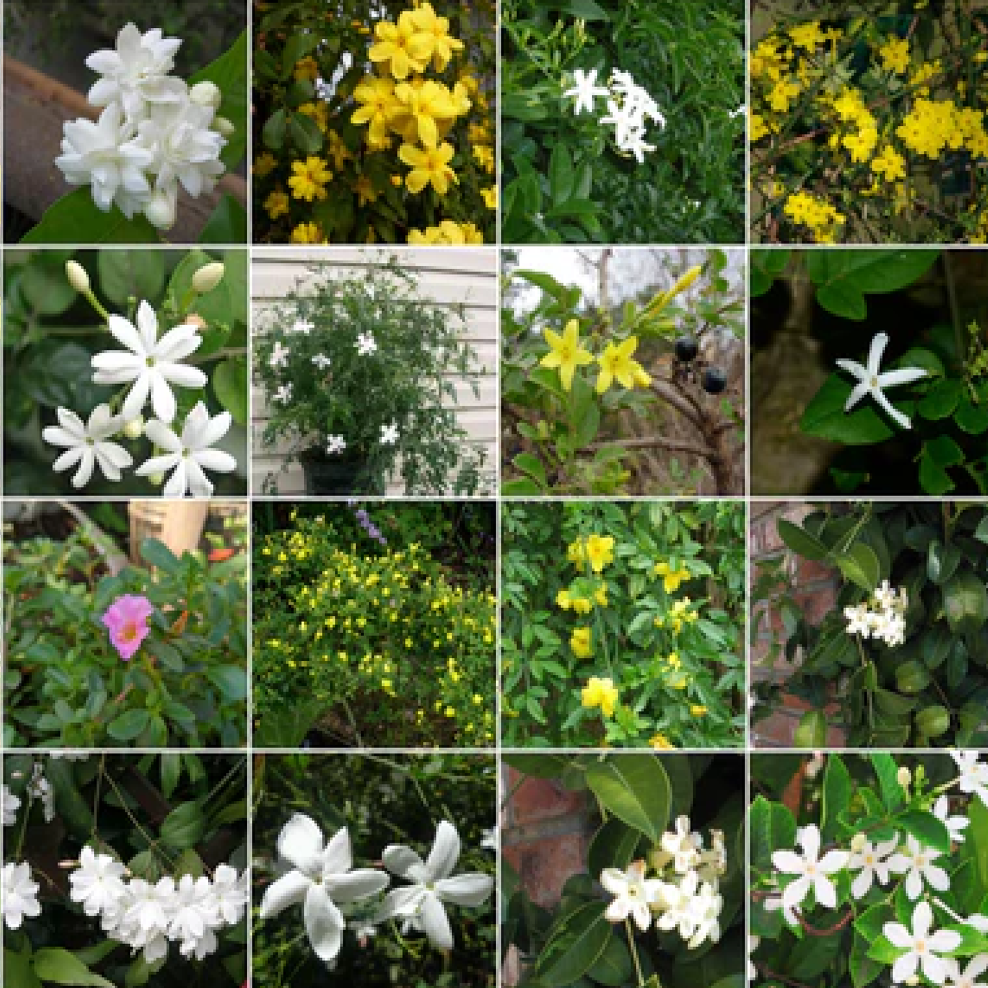 Orange Jasmine - কামিনী