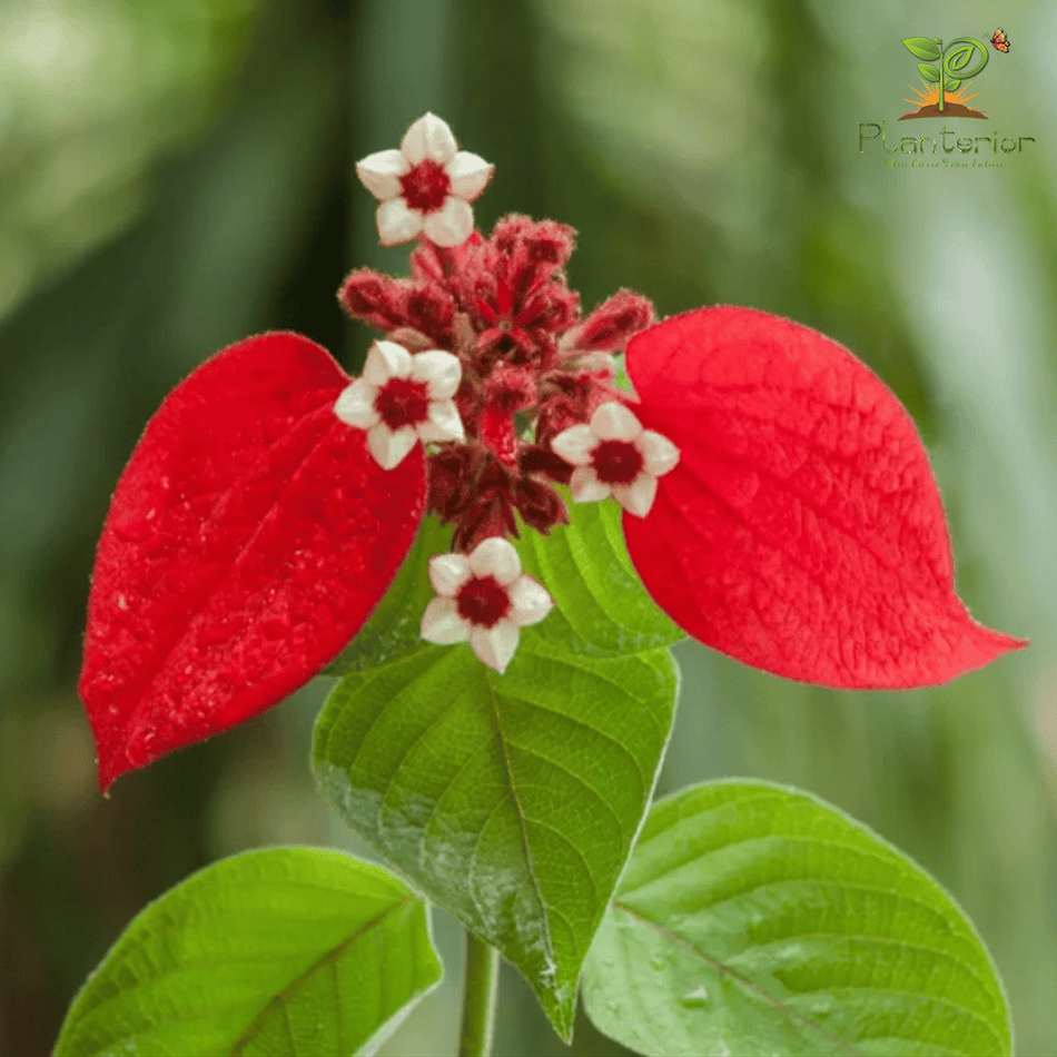 মুসান্ডা লাল | নাগবল্লী | Red Mussaenda Flower Plant
