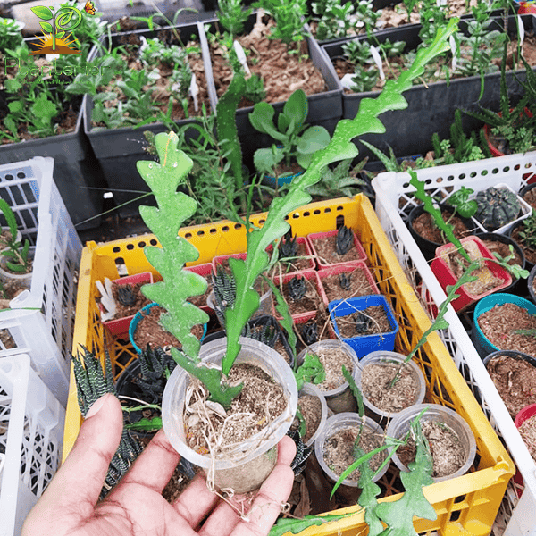 ফিশবোন ক্যাকটাস | Fishbone Cactus | Home Decoration Plant | Hanging Plant | Hanging Plant