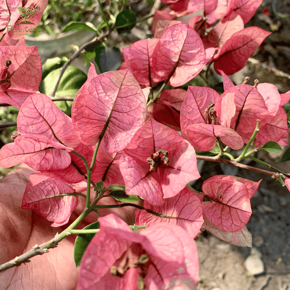 Kimpui Bougainvillea
