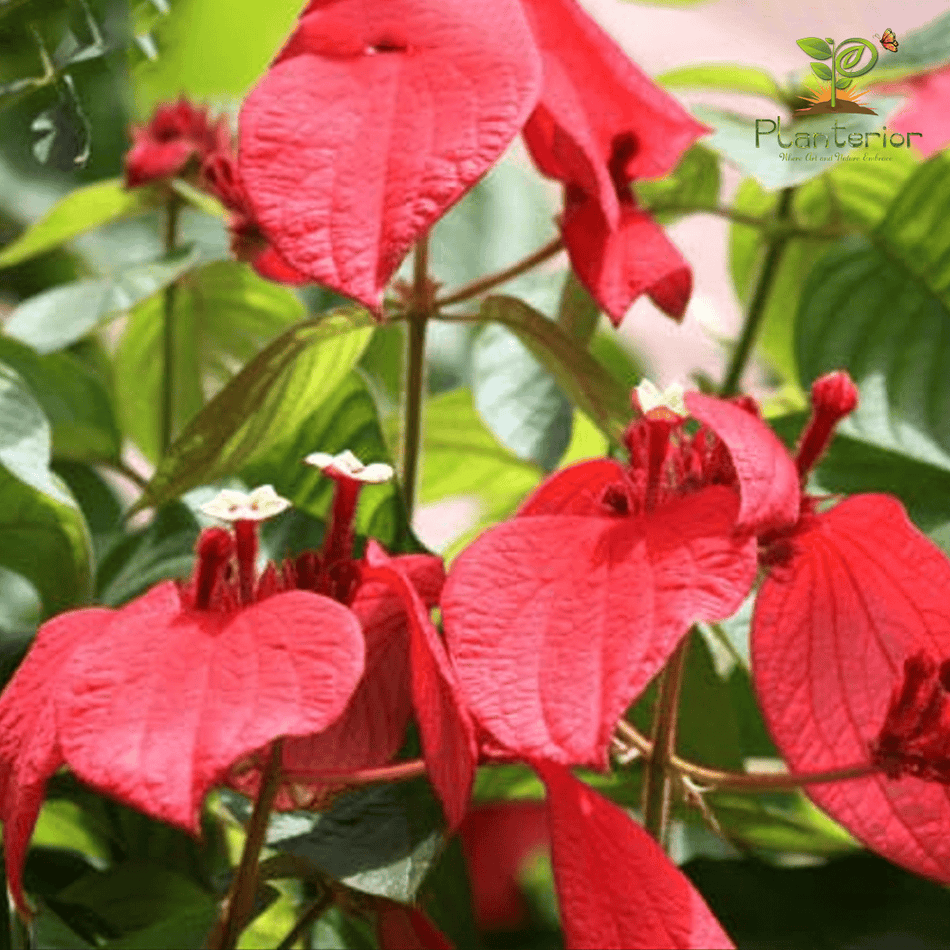 মুসান্ডা লাল | নাগবল্লী | Red Mussaenda Flower Plant
