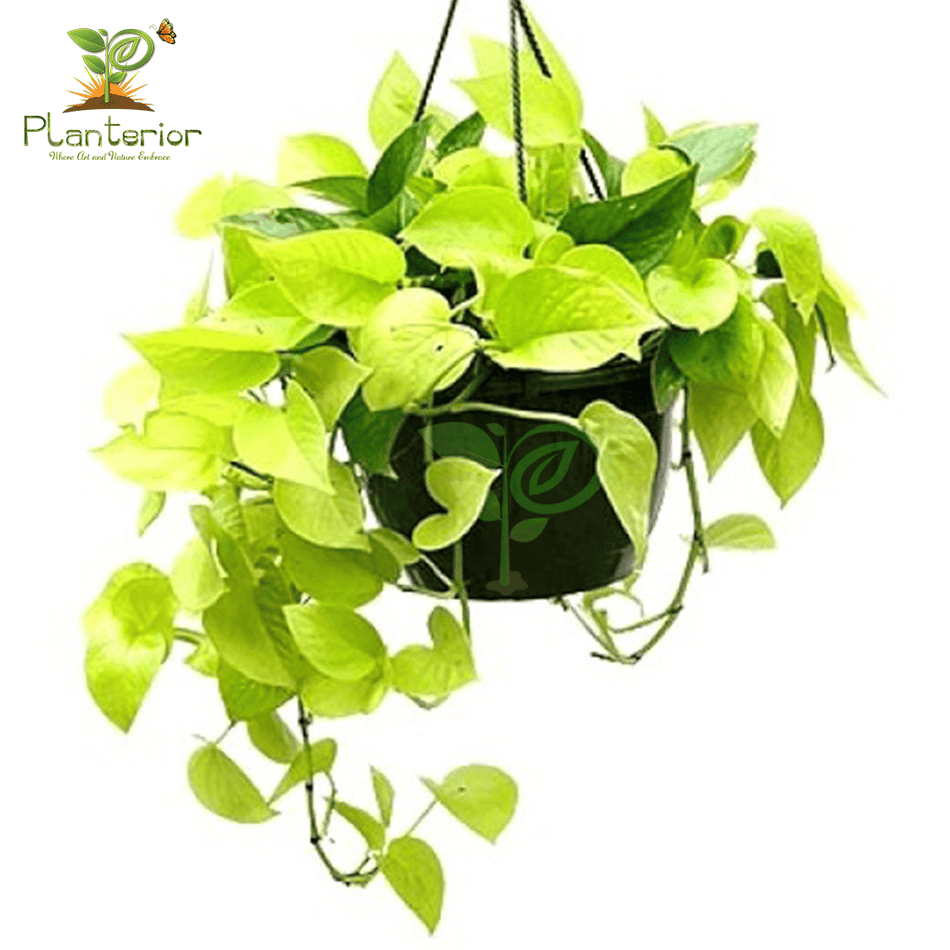 নিয়ন মানি প্ল্যান্ট | নিয়ন পথস | Neon Pothos | Neon Money Plant