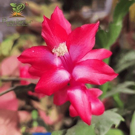 Thanksgiving Cactus