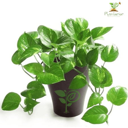 Jade Pothos