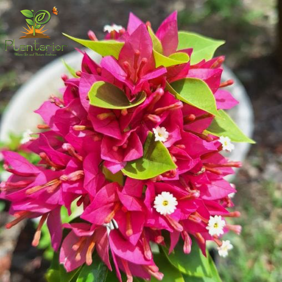 ২১ জুয়েল পিংক বাগানবিলাস | 21 Jewel Pink Bougainvillea Plant | 21 Jewel Pink Baganbilash