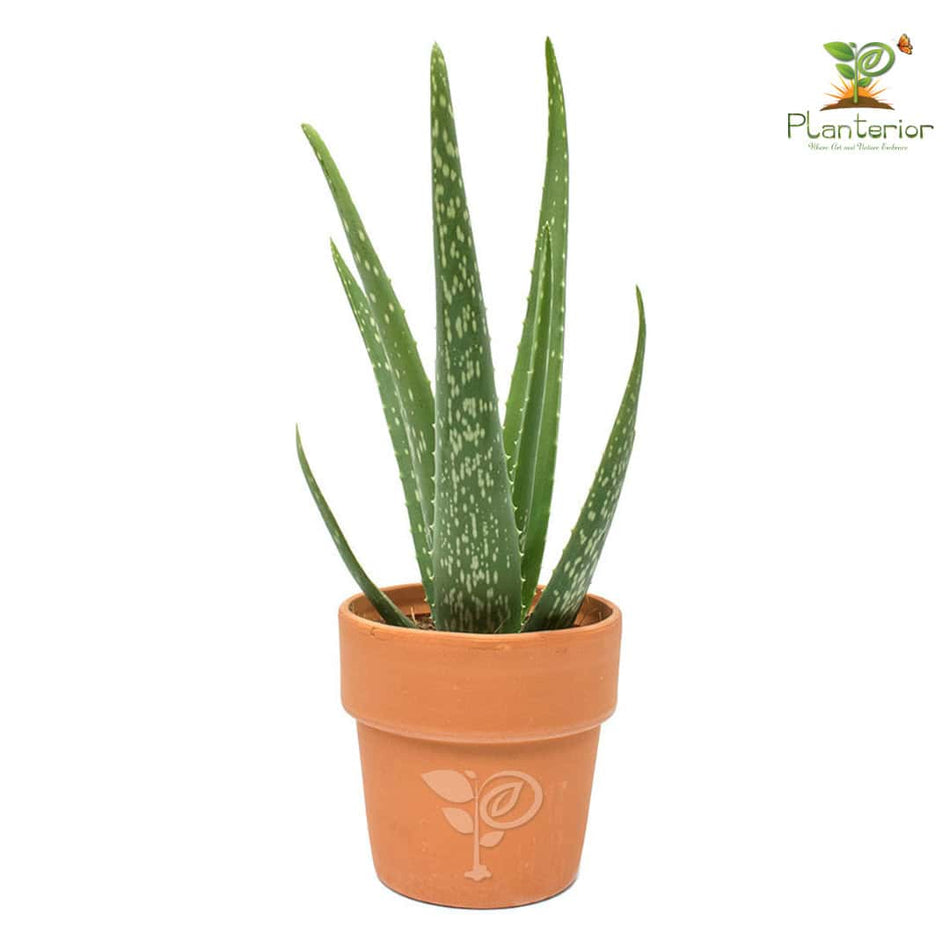 অ্যালোভেরা চারা দেশি | Aloe Vera Plant Deshi