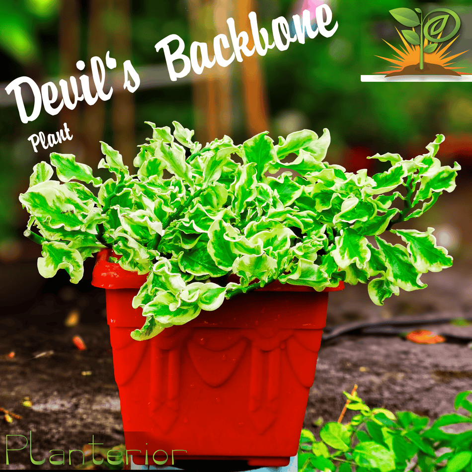 ভেরিগেটেড ডেভিলস ব্যাকবোন প্লান্ট | Variegated Devil's Backbone Plant | Indoor Plant