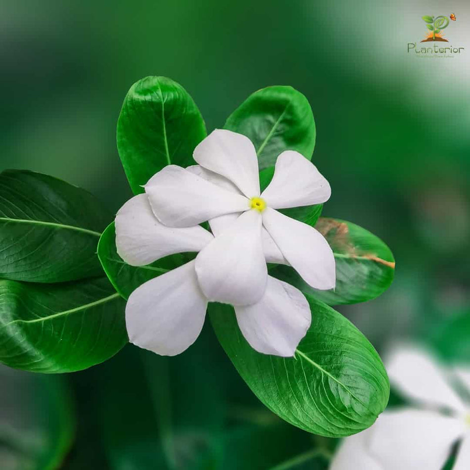 সাদা নয়নতারা | Pure White Vinca (Nayantara) – Low Maintenance Live Plant