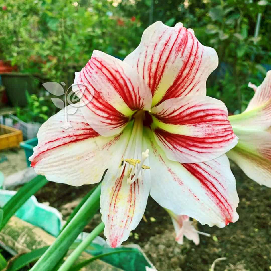 অ্যামেরিলিস লিলি লাল সাদা বাল্ব | Red White Amaryllis Lily