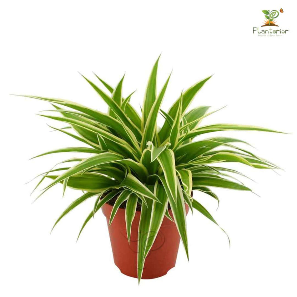 স্পাইডার প্লান্ট | স্পাইডার উদ্ভিদ | Spider Plant | Indoor Plant | Semi Indoor Plant | গৃহমধ্যস্থ উদ্ভিদ