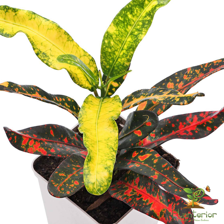 পাতাবাহার চারা | Garden Croton Plant | Croton | L