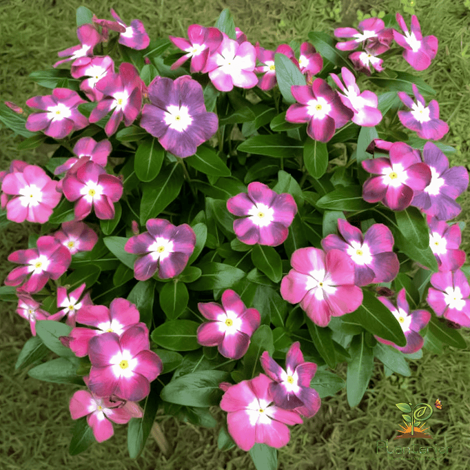 ইন্দোনেশিয়া নয়নতারা | Ningrum vinca | Noyontara