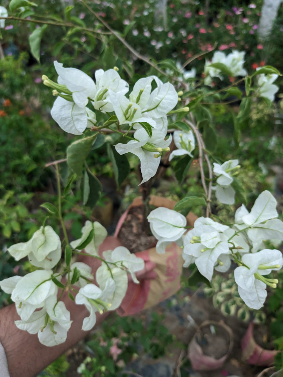 ট্যাংলং হোয়াইট বাগানবিলাস | Tanglong White Bougainvillea | সাদা বাগানবিলাস