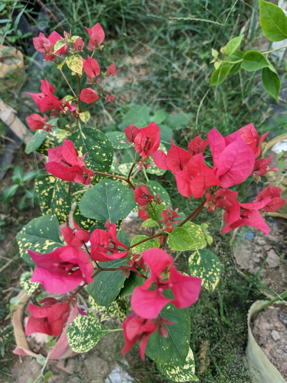 Doble Kara Baganbilash Grafted | ডোবেল কারা বাগানবিলাস |  | Doble Kara Bougainvillea | Rare Variety Bougainvillea