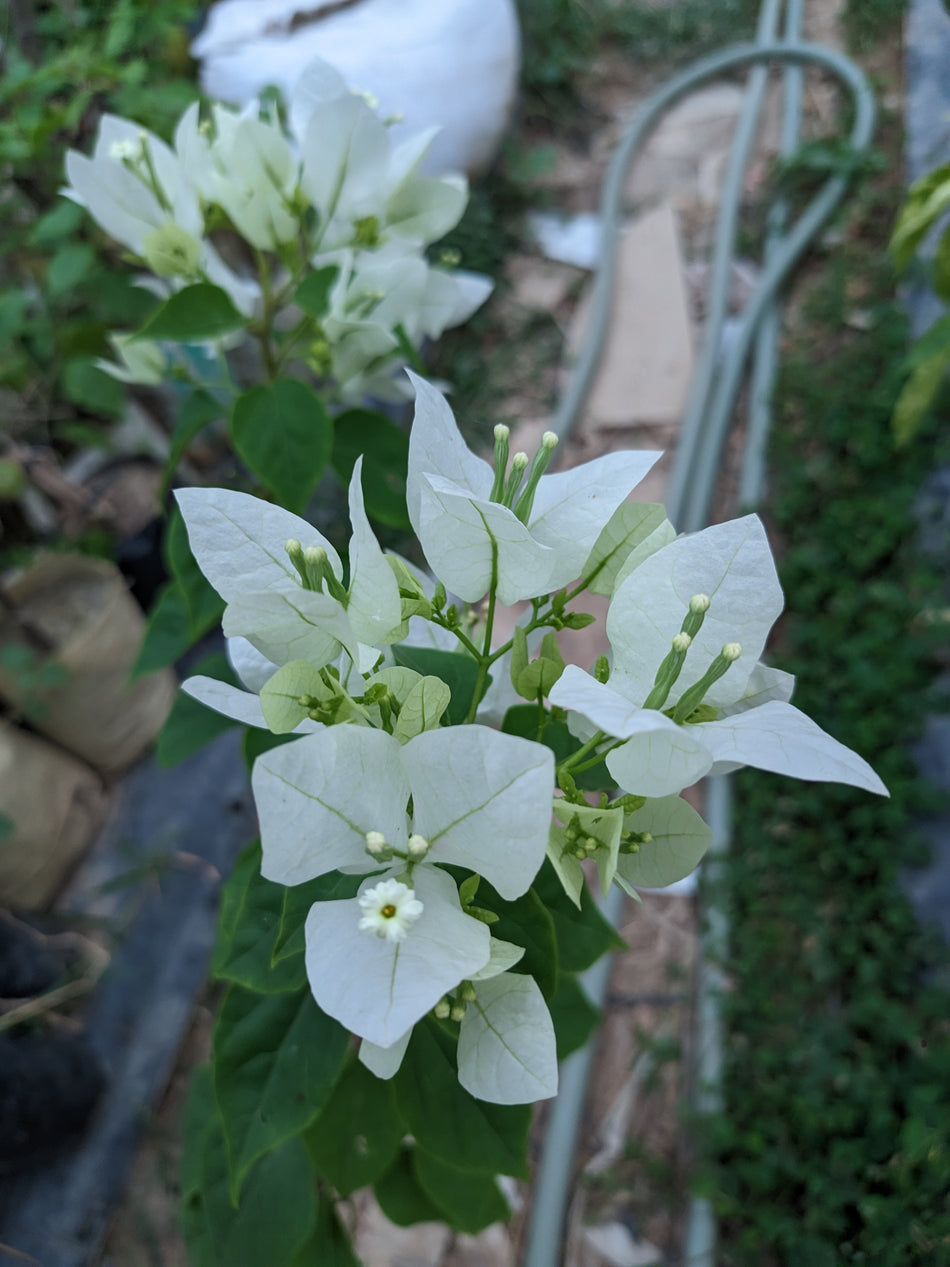ফক্সটেইল হোয়াইট বাগানবিলাস | Foxtail White Baganbilash | Foxtail White Bougainvillea