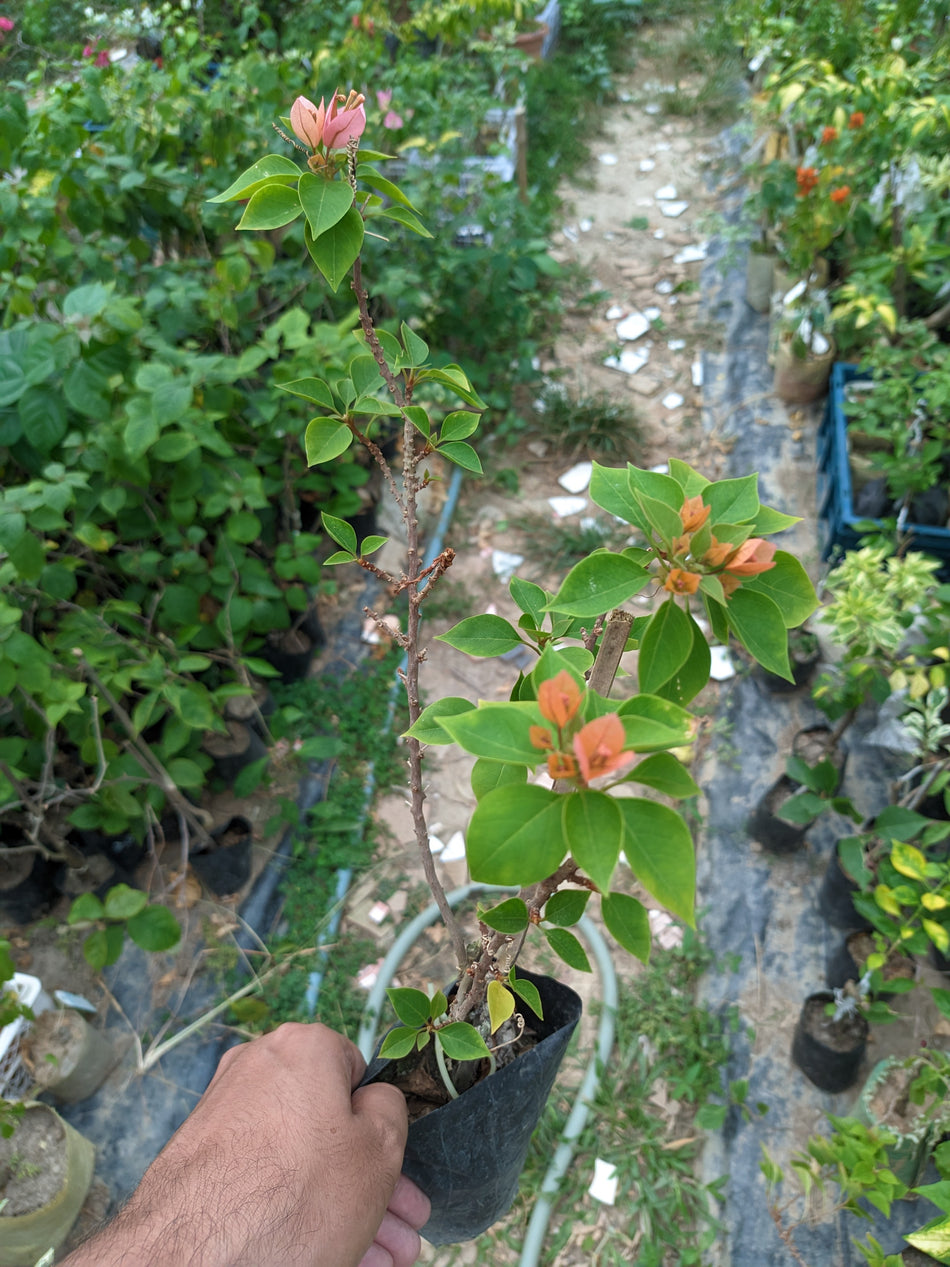 জুয়েল পিচ বাগানবিলাস | Jewel Peach Bougainvillea Plant | Jewel Peach Baganbilash