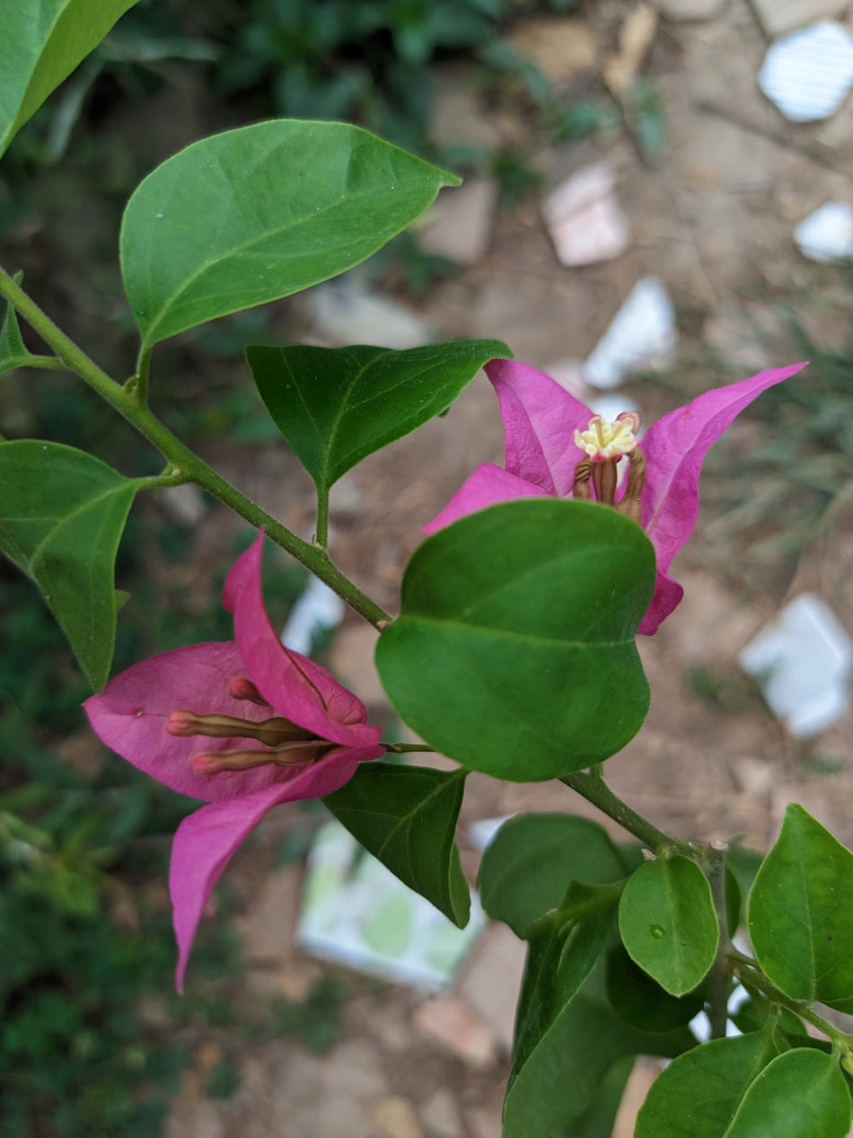 কায়াটা ম্যাজেন্টা বাগানবিলাস | Kayata magenta Baganbilash | Magenta Bougainvillea