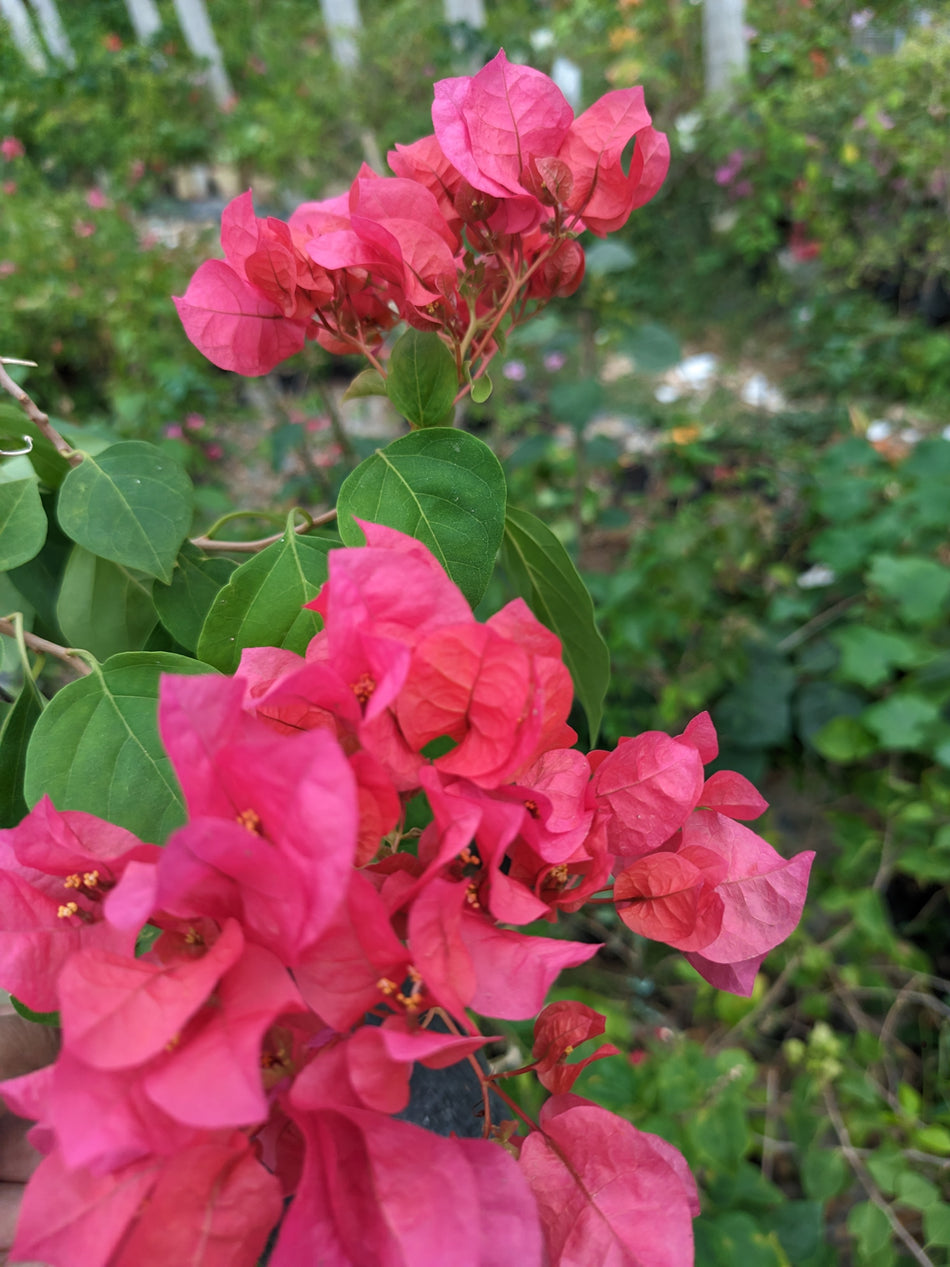 চেনদাই রেড বাগানবিলাস | Cendai red Bougainvillea | Red Baganbilash | লাল বাগানবিলাস