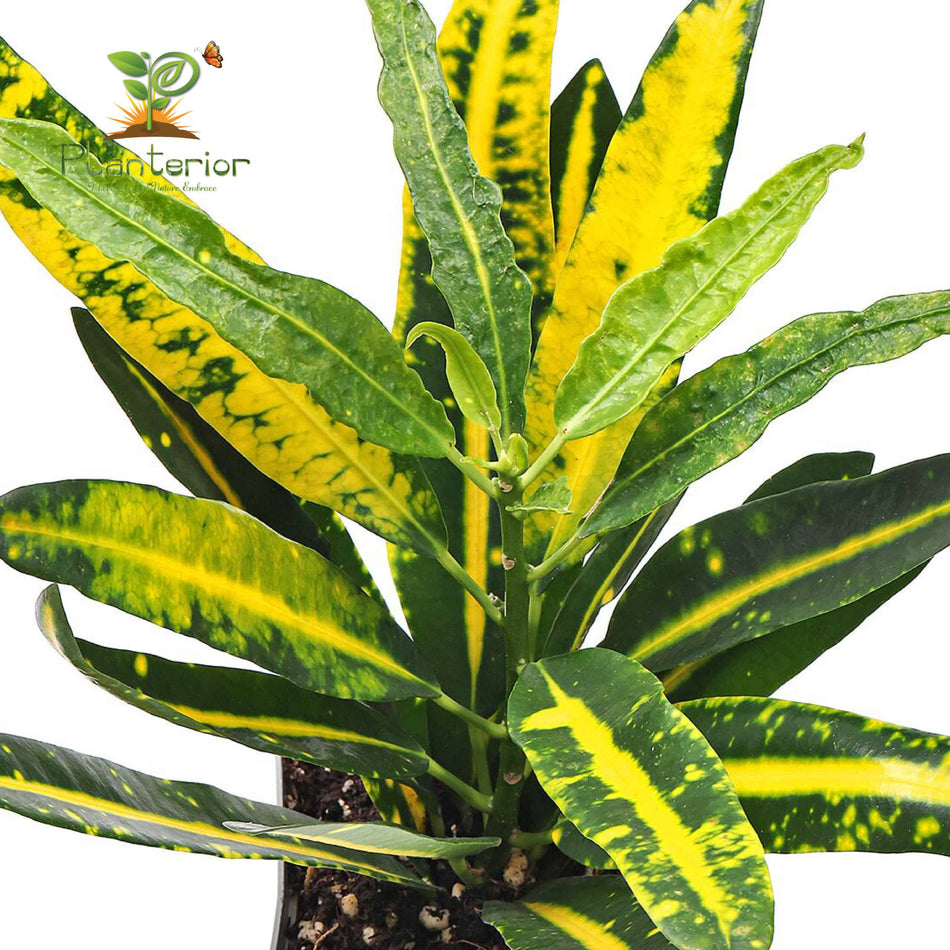 পাতাবাহার চারা | Garden Croton Plant | Croton | L