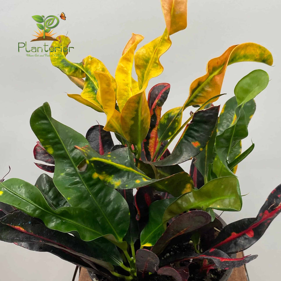 পাতাবাহার চারা | Garden Croton Plant | Croton Plant | Variegated Leaf Plant