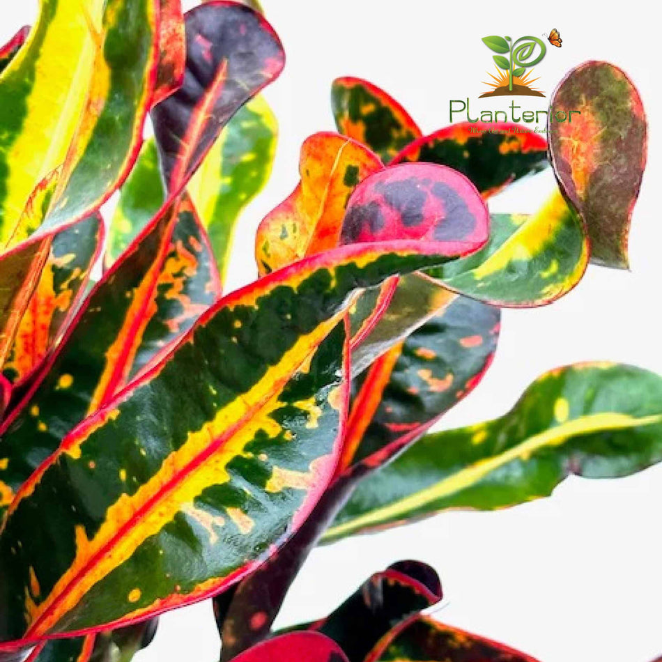 পাতাবাহার চারা | Garden Croton Plant | Croton | L
