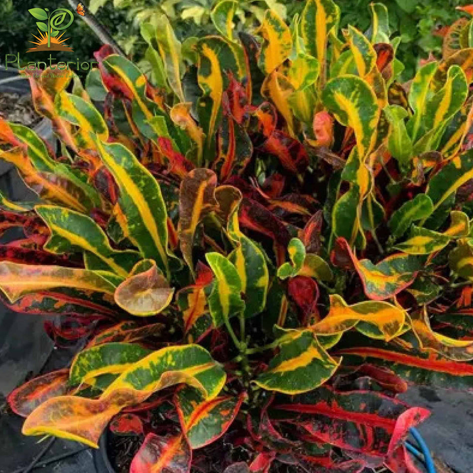পাতাবাহার চারা | Garden Croton Plant | Croton | L