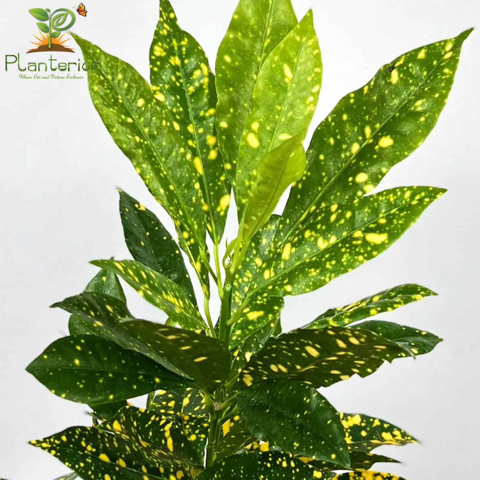 পাতাবাহার চারা | Garden Croton Plant | Croton | L