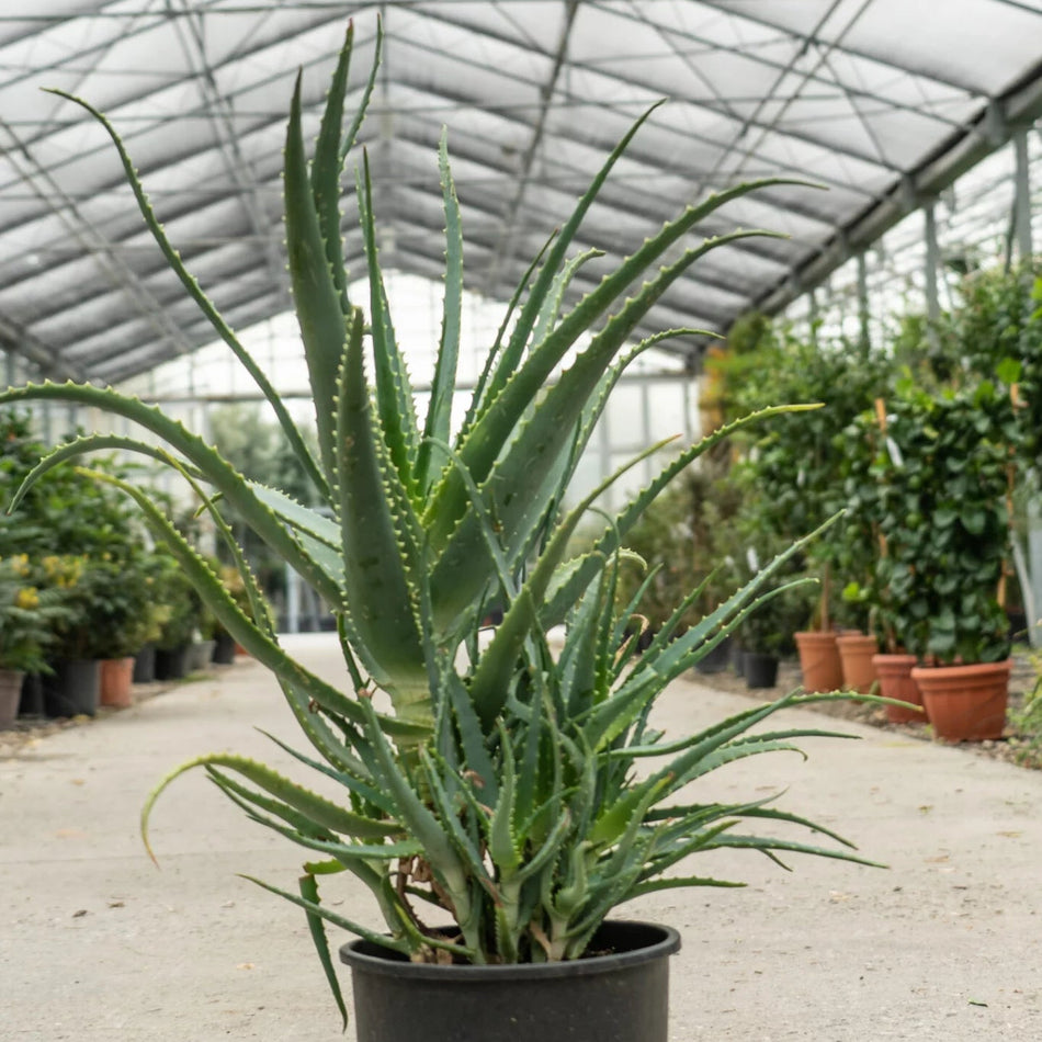 অ্যালো আর্বোরেসেন্স চারা | Aloe Arborescens Plant