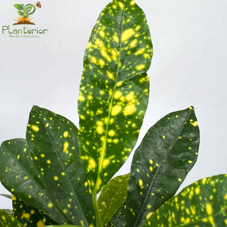 পাতাবাহার চারা | Garden Croton Plant | Croton | L