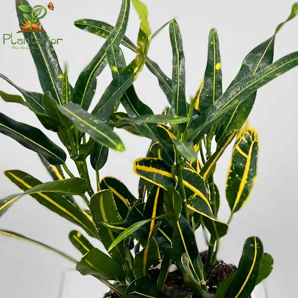 পাতাবাহার চারা | Garden Croton Plant | Croton | M
