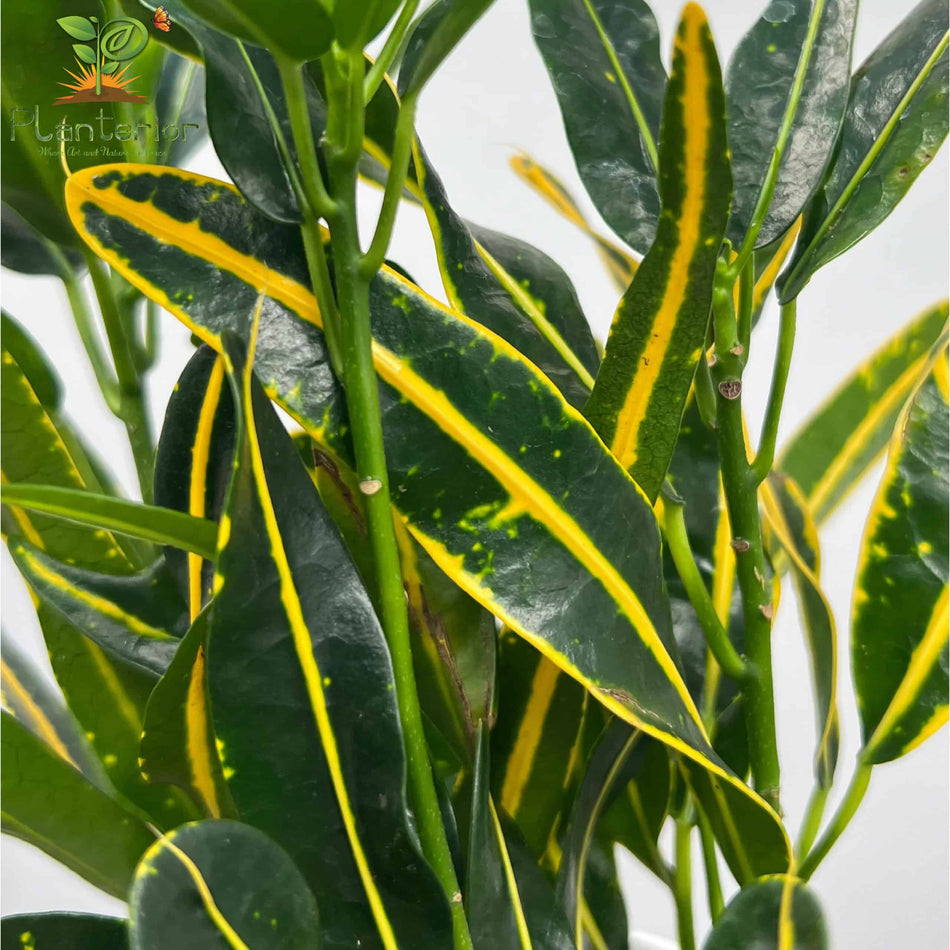 পাতাবাহার চারা | Garden Croton Plant | Croton | M