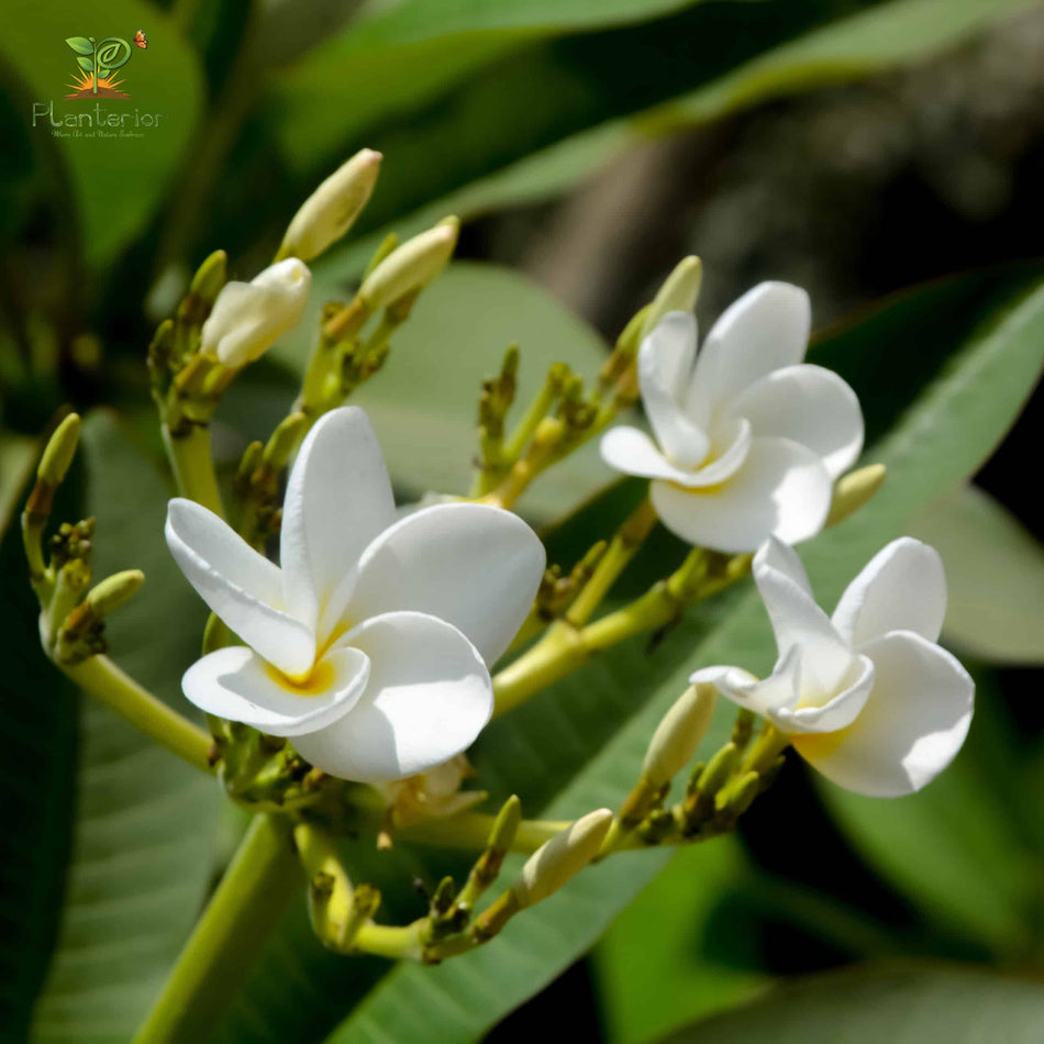 কাঠগোলাপ সাদা হলুদ | kathgolap | Plumeria Obtusa | Frangipani