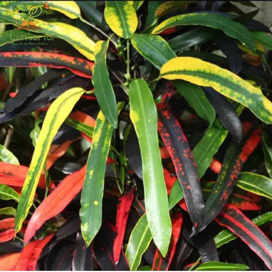 পাতাবাহার চারা | Garden Croton Plant | Croton | L