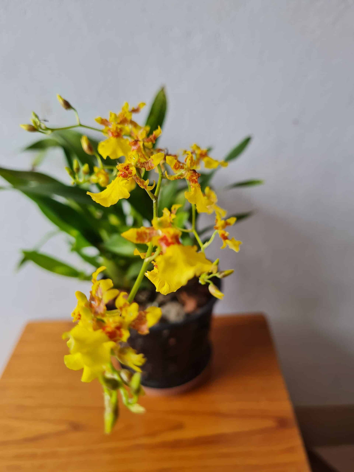 Oncidium Dancing Lady Orchid