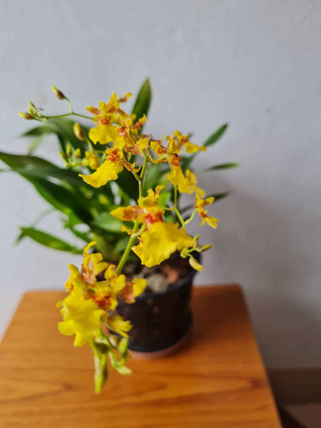Oncidium Dancing Lady Orchid