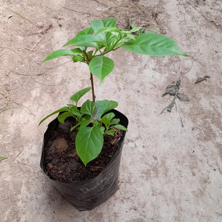 Buttercup Bougainvillea