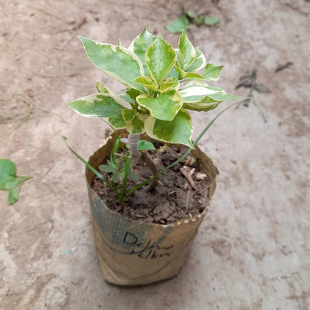 Dalima yellow Bougainvillea