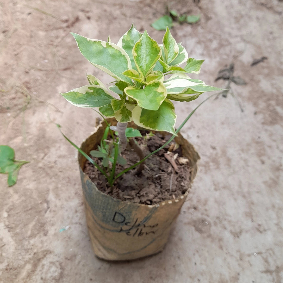 Dalima yellow Bougainvillea