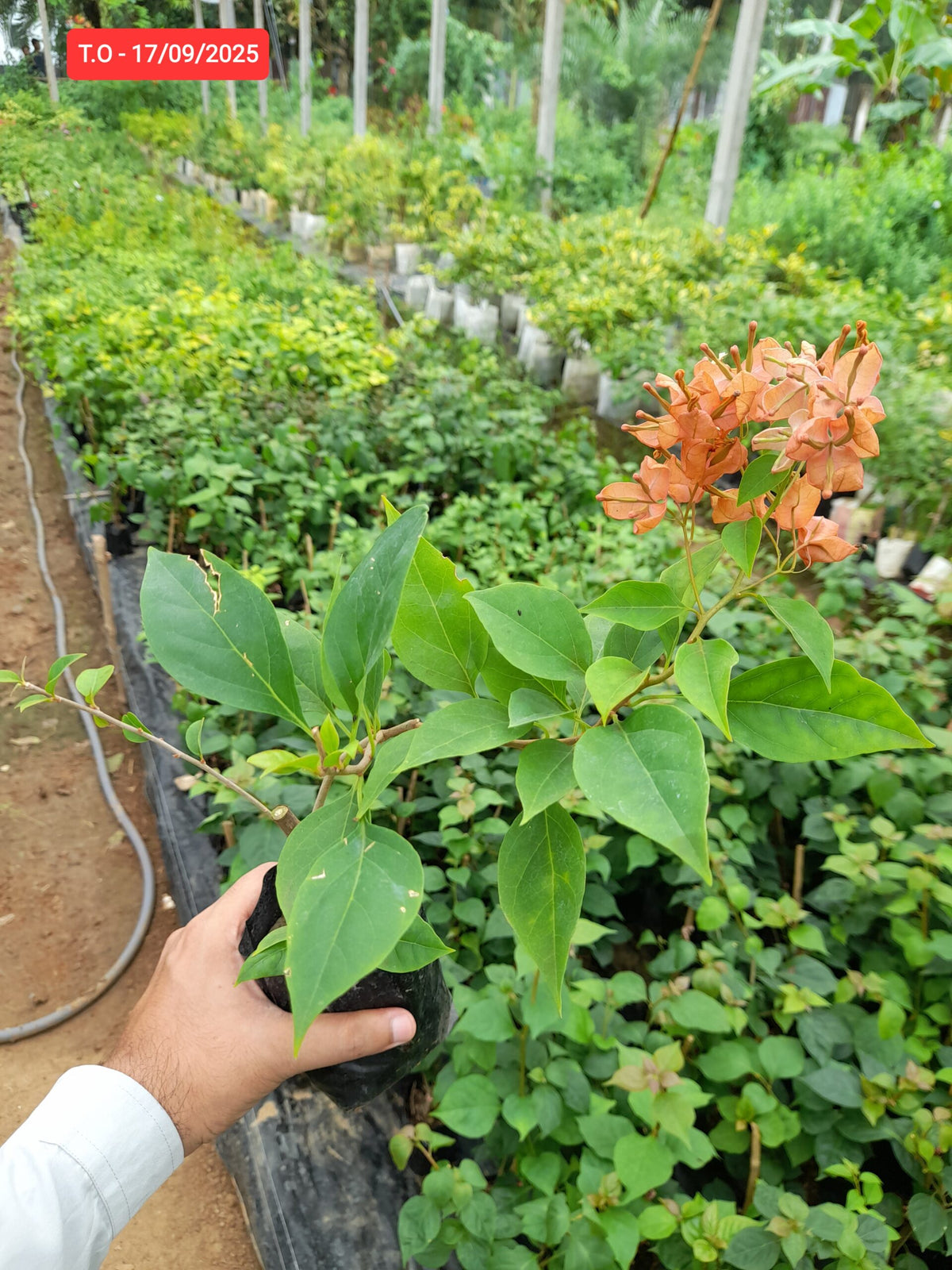 Tanglong Orange Bougainvillea