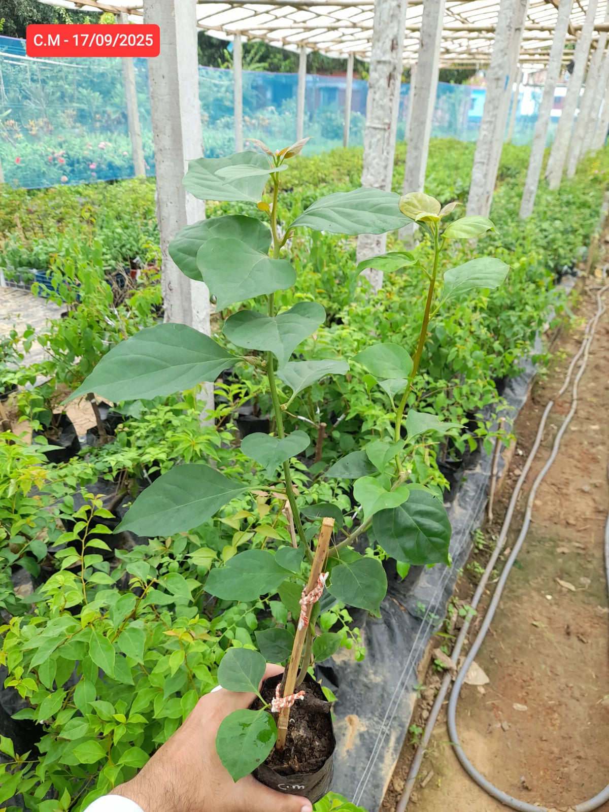 Chitra Monduring Bougainvillea