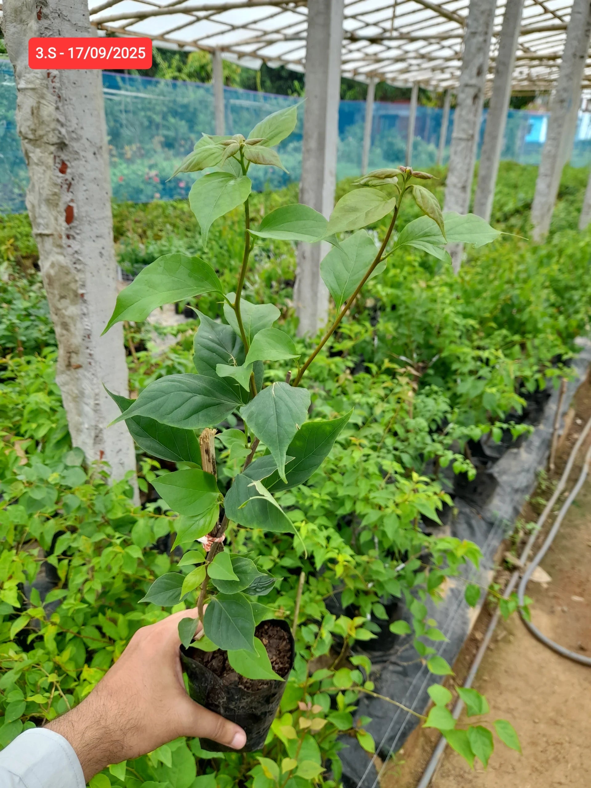 Three Star Bougainvillea